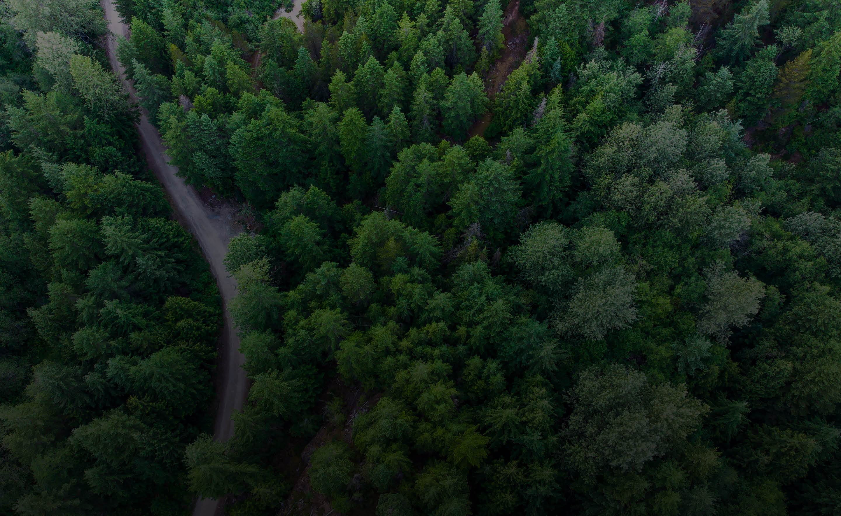 Drone view of a lush green coastal forest. Beauty in nature. Environmental conservation backgrounds.